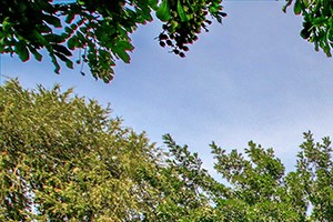 Pathway to apt building with landscape Apt Rentals in El Cajon, CA - Forest Park Apts